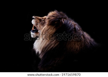 Black and white Portrait of a gorgeous Male Lion against black background. Dark moody animal photo.