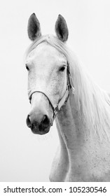 Black and white portrait of Hannoverian mare