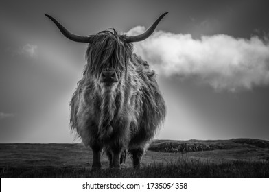 1,932 Highland Cow Black White Images, Stock Photos & Vectors ...