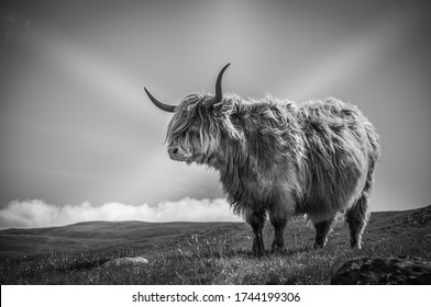 1,535 Black White Highland Cattle Images, Stock Photos & Vectors 