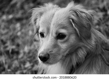 Black White Portrait Kokoni Dog Stock Photo 2018880620 | Shutterstock