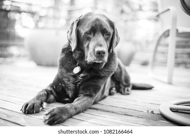 Black And White Portrait Of A Labrador Retriever, A Family Friendly Dog, Laying On A Backyard Deck, With Space For Text On The Right