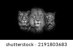 Black and white portrait of a Lion, a tiger and a leopard, together on black background, yellow eyed