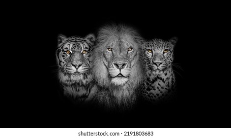 Black And White Portrait Of A Lion, A Tiger And A Leopard, Together On Black Background, Yellow Eyed