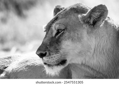 Black and white portrait of a lioness resting, showcasing the majestic features and calm demeanor in a natural setting. - Powered by Shutterstock