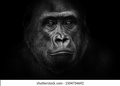 Black - White Portrait Of A Lowland Gorilla.