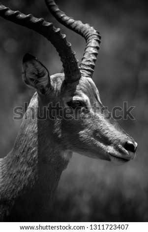 A black and white portrait of a male impala