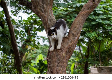 Black And White Portrait Of A Manx Cat. With Blur Background. The Manx Is A Type Of Cat Without A Tail.