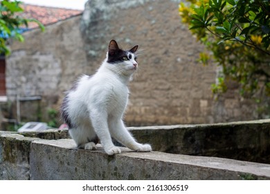 Black And White Portrait Of A Manx Cat. With Blur Background. The Manx Is A Type Of Cat Without A Tail.