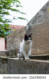 Black And White Portrait Of A Manx Cat. With Blur Background. The Manx Is A Type Of Cat Without A Tail.