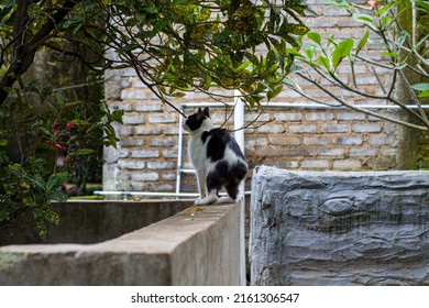 Black And White Portrait Of A Manx Cat. With Blur Background. The Manx Is A Type Of Cat Without A Tail.