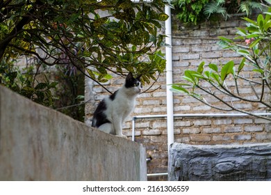 Black And White Portrait Of A Manx Cat. With Blur Background. The Manx Is A Type Of Cat Without A Tail.