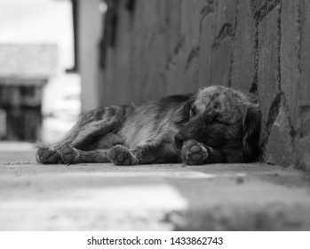 Black And White Portrait Of A Poor Homeless Dog Abandoned, Animal Cruelty Concept