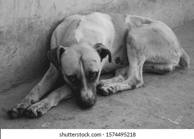 Black And White Portrait Of A Poor Homeless Dog Abandoned, Animal Cruelty Concept