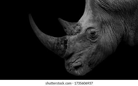 Black And White Portrait Powerful Rhino