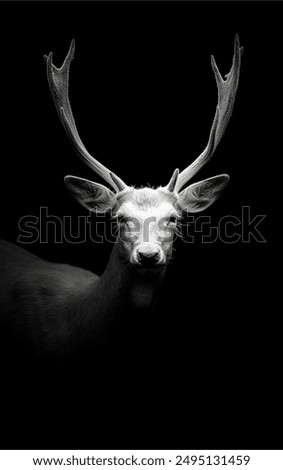 Ein wilder Rothirsch, Cervus elaphus, isoliert auf schwarzem Hintergrund