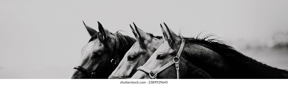 Black and white portrait of three beautiful horses in profile against the sky. Agriculture and livestock. Horse care. Equestrian life. - Powered by Shutterstock