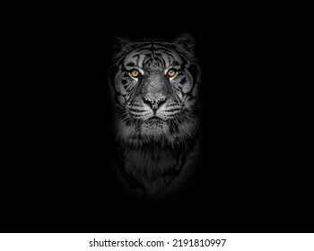 Black and white portrait of a Tiger looking at the camera on black background, yellow eyed