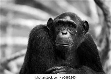 Chimpa Images, Stock Photos & Vectors | Shutterstock