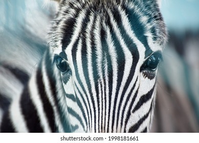black and white portrait of a young zebra close up. selective focus