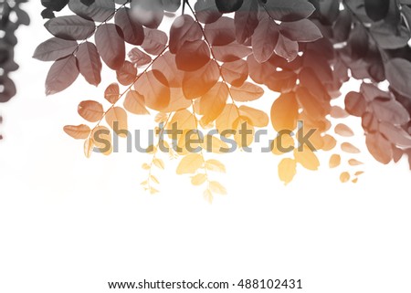 Black and White processing color with sun rise, Soft focus of green leave spring summer season isolated on white, Defocused abstract background for spring summer concept