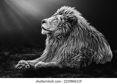 Black and white profile portrait of a South African lion, Panthera leo krugeri, isolated on black background with sun rays