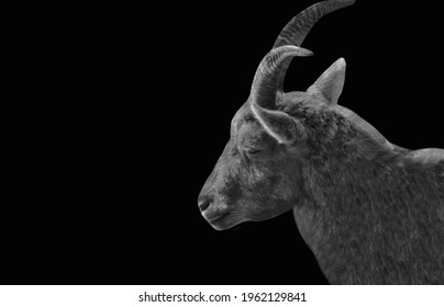 Black And White Pyrenean Ibex Face