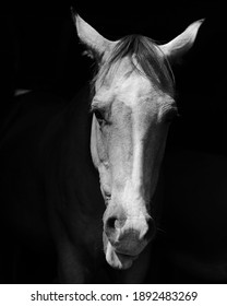 Black And White Quarter Horse