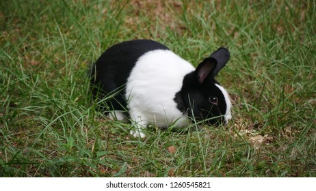 Black and white rabbit in green grass