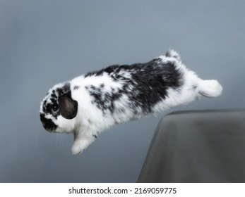 Black And White Rabbit Jumping In A Photography Studio