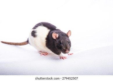 Black And White Rat