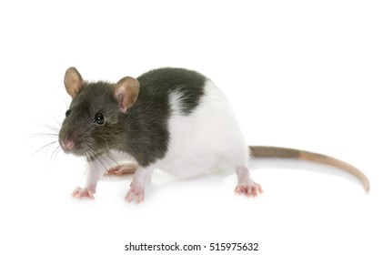 Black White Rat Front White Background Stock Photo 515975632 | Shutterstock