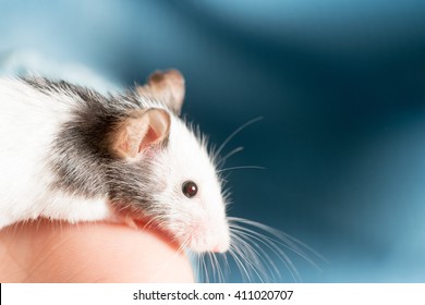 Black And White Rat On Human Hands