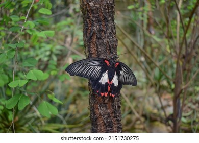 Black and white red butterfly sitting on a tree trunk in the forest