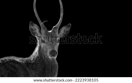 Similar – Ein wilder Rothirsch, Cervus elaphus, isoliert auf schwarzem Hintergrund