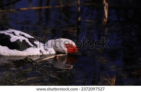 A black, white and red musk duck in a swamp feeds on algae. Portrait...