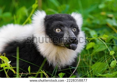 Black and white Ring tailed Lemur ruffed walking on green grass searching for the food,