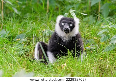 Black and white Ring tailed Lemur ruffed walking on green grass searching for the food,