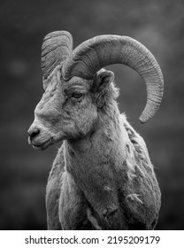 Black And White Rocky Mountain Bighorn Sheep Portrait