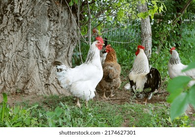 Black And White Rooster Cock Chicken On The Green Grass, Rooster Cock In Green Field On A Farmyard, Chicken In The Village