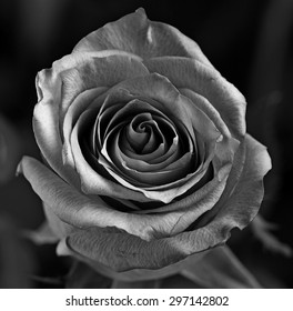 Black And White Rose Images Stock Photos Vectors