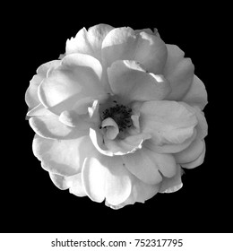 Black White Rose On Black Background Stock Photo 630557135 | Shutterstock