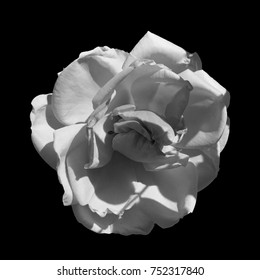 Black White Rose On Black Background Stock Photo 630557135 | Shutterstock