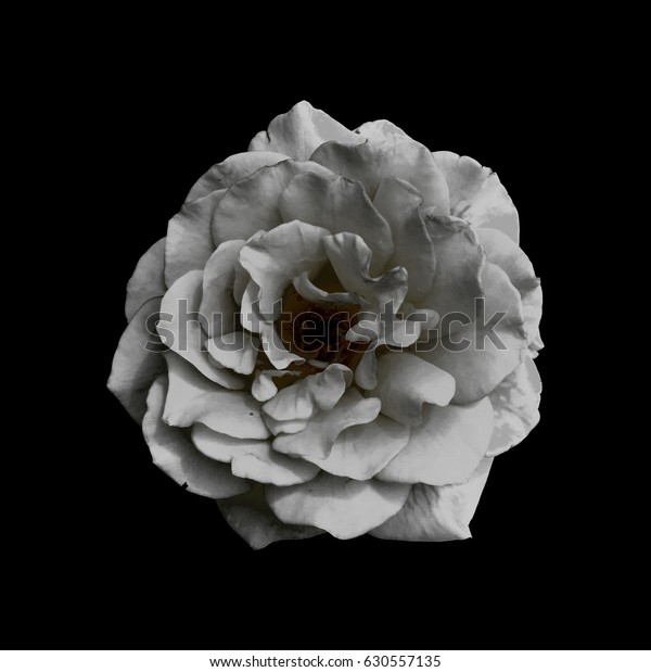 Black White Rose On Black Background Stock Photo (Edit Now) 630557135