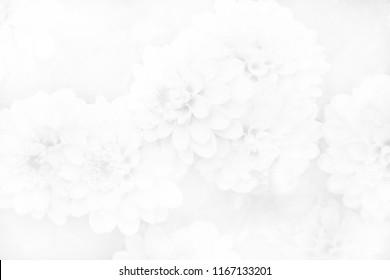 black and white roses flowers soft tone for background