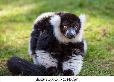 Black And White Ruffed Lemur