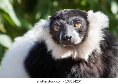 Black And White Ruffed  Lemur