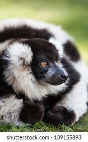 Black And White Ruffed Lemur