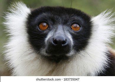 Black And White Ruffed Lemur