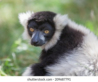 Black And White Ruffed Lemur